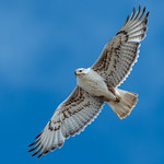 Ferruginous hawk | in flight