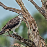 Juvenile Osprey