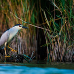 Bihoreau gris Nycticorax nycticorax - Black-crowned Night Heron