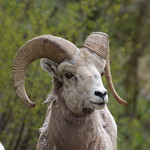 Bighorn Ram 1977