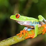Red-eyed tree frog