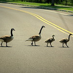 WANTED: Full Time Crossing Guard