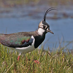 LAPWING // VANELLUS VANELLUS (29cm)
