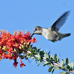 Anna's Hummingbird -- Female (Calypte anna); Catalina, AZ [Lou Feltz]