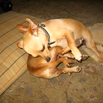 Yummmmm Chihuahua leg! The other white meat!