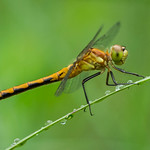 Female Ruby Meadowhawk