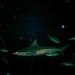 Sharks!