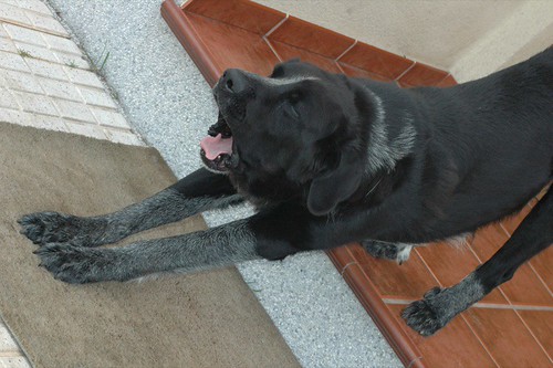 Moro desperezándose Moro desperezándose