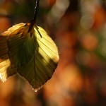Copper beech bokeh