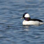 Bufflehead, male