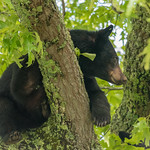 Bears in Cades Cove