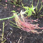 Box elder (Acer negundo) - male flowers - April 2018