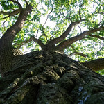 Dub u Palečkova ml&yacute;na - detail