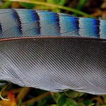 Jay feather......