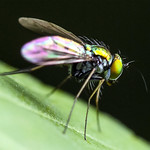 Golden long legged fly 2