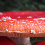 R&ouml;d flugsvamp (Amanita muscaria)2