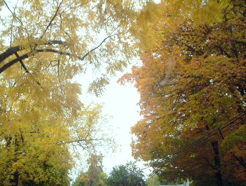 Fall Trees