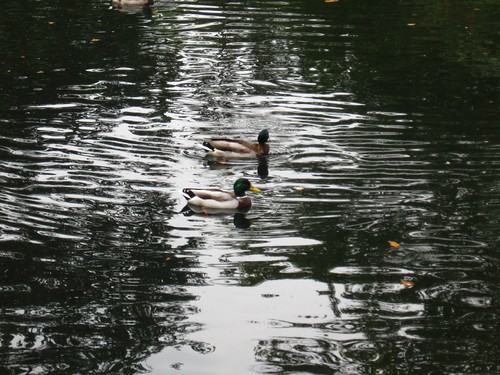 Park Szczytnicki (IV)