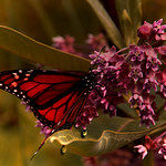 Taking in sweet nectar