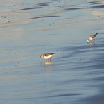 Sandpipers in the icy sea