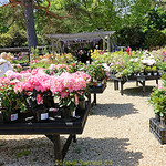 Exbury House and Gardens 17th May 2018, Exbury, Southampton, SO45 1AZ .Hampshire, England.