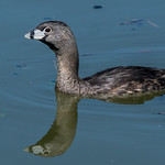 Mama Grebe &ndash; Wrong Place, Right Time