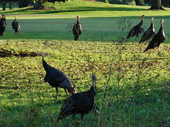 Turkeys teeing it up