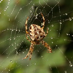 Garden Spider