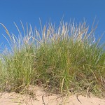 Dune Grass