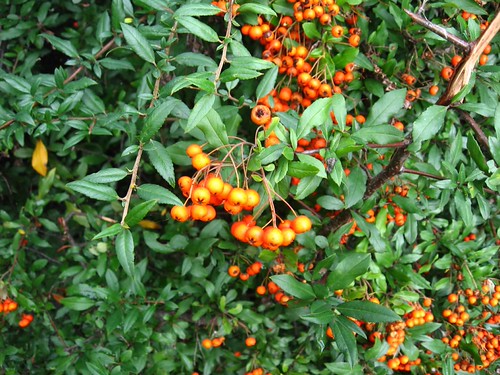 Park Szczytnicki (VII)