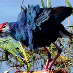 Purple Swamphen - in breeding plumage - at Marshland