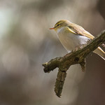 Wood Warbler