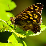 Fleurs P&eacute;tales de Couleurs et Papillons (2)