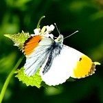 Orange-tip m 17.5.18
