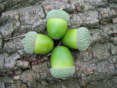 Acorns by Emily