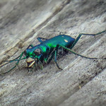 Six Spotted Tiger Beetle IMG_9511