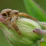Fascination sur l'araign&eacute;e (2)