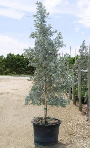 Silver Buttonwood Tree Miami Florida Backyard Landscaping Tree Buttonwood