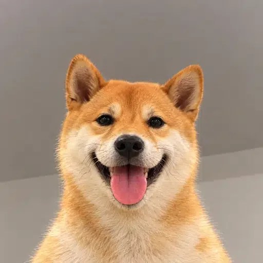 Nasdog（$KIMCHI） 曲线进度达 91%，持有人 124，临近毕业