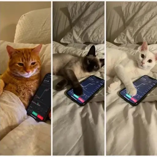 catsonfone（$fone） 发射 0 分钟即现异动：持有地址 56 个、首小时成交约 23,929 美元