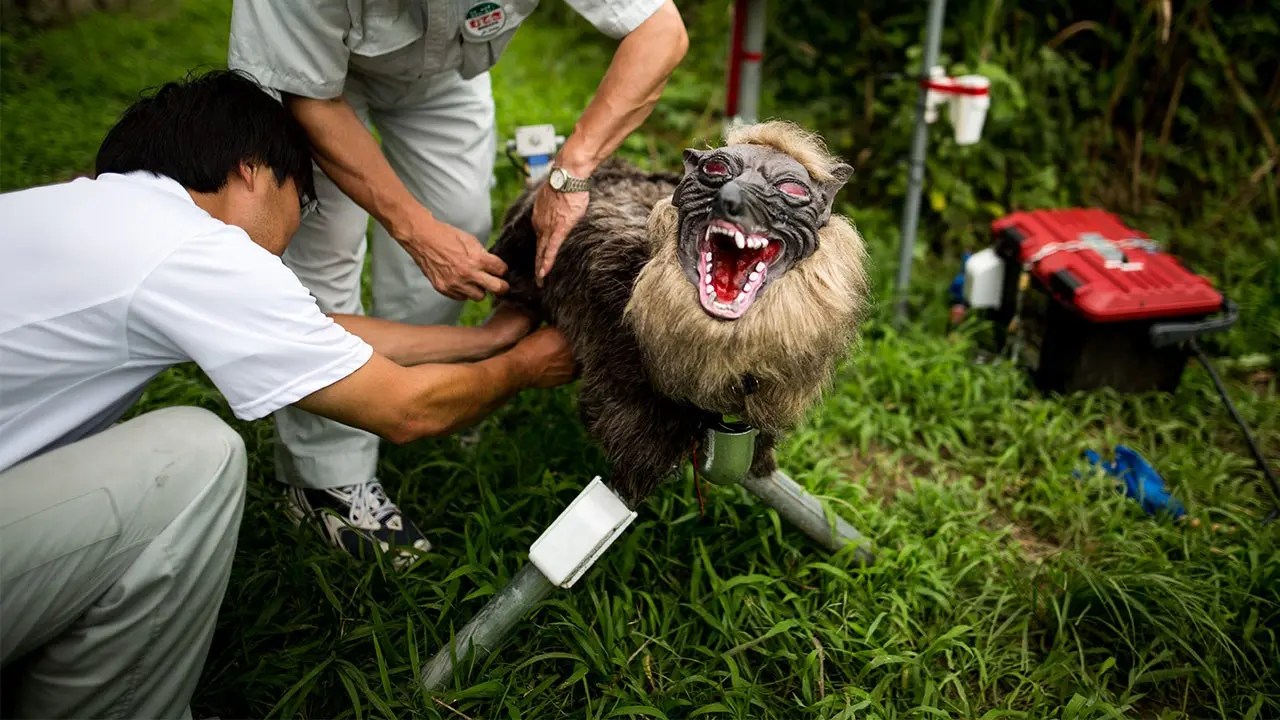 Japan's Robo-Wolves: A Unique Solution to Bear Attacks (2026)