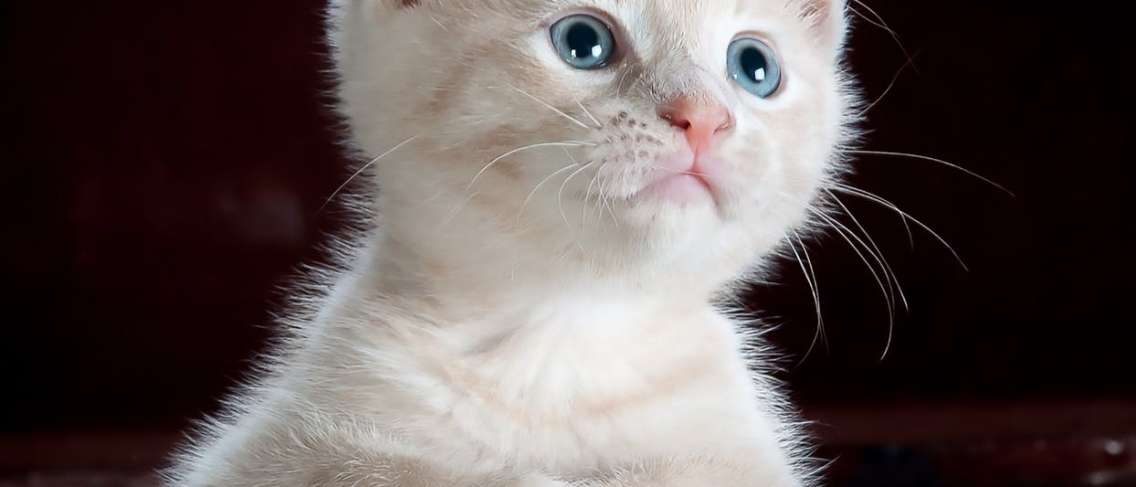 Cegukan atau disebut dengan hiccup dalam bahasa inggris karena. Dampak Positif Dan Negatif Memelihara Kucing Guesehat Com