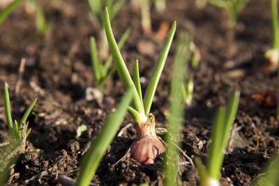 29.9.2008 · wann wachsen die ranken? Anleitungen im Bereich Garten zum Thema Zwiebeln