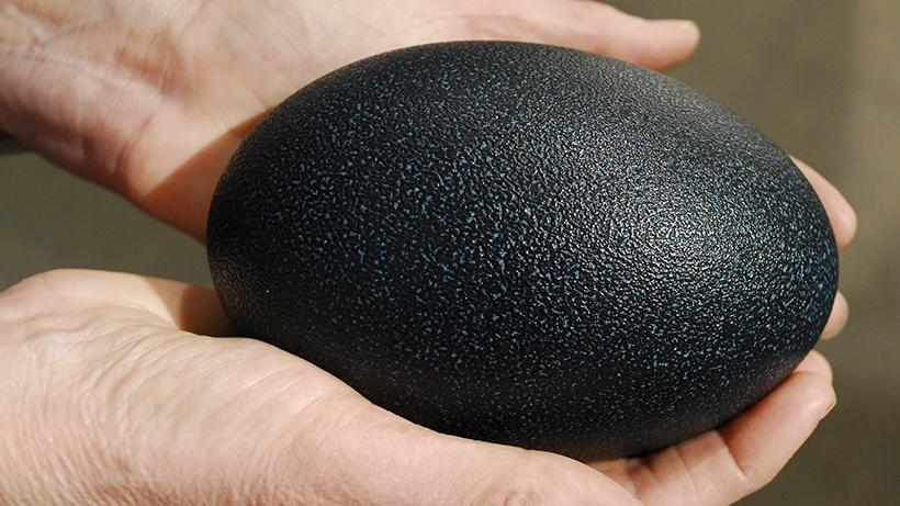 1166 fond du lac ave, sheboygan falls. Emu Eggs | Harvard Museum of Natural History