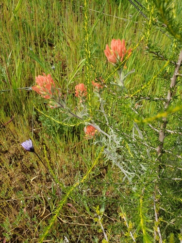 iNaturalist observation photo of Felt Paintbrush
