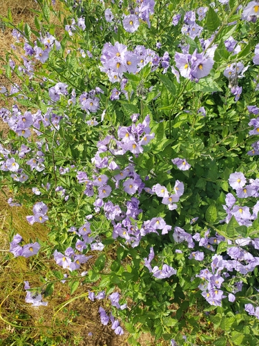 iNaturalist observation photo of purple nightshade