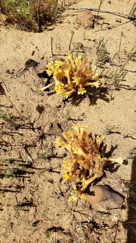 iNaturalist observation photo of yellow clustered broomrape