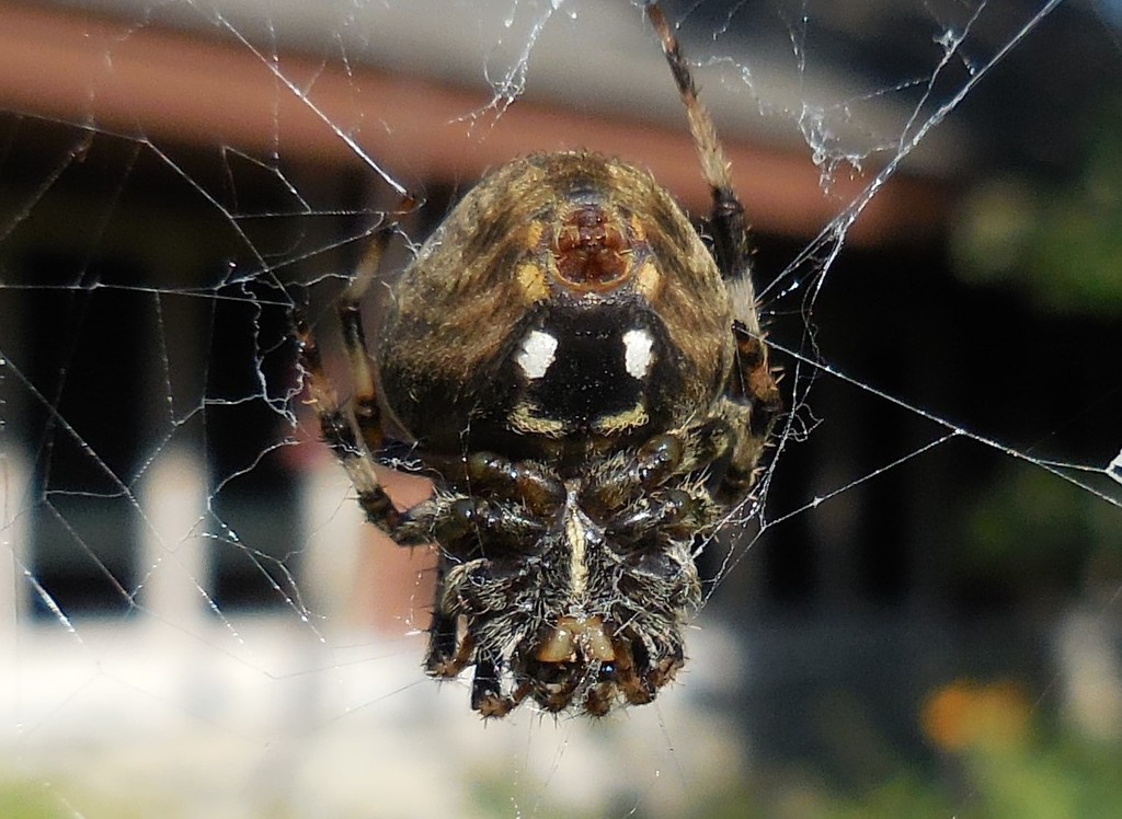 Spider solitaire ups the ante with multiple decks and new rules! Spotted Orbweaver (Spiders of Missouri) Â· iNaturalist