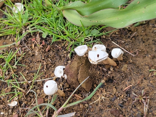 iNaturalist observation photo of Stalked Puffballs