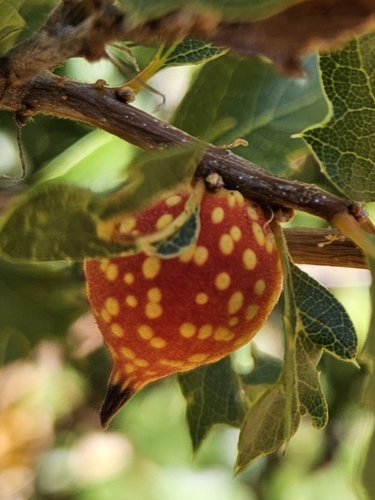 iNaturalist observation photo of Beaked Twig Gall Wasp